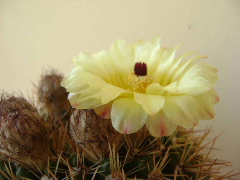 Notocactus bommeljei (Parodia tabularis v. bommeljei) - Cactusi 2017 bis bis