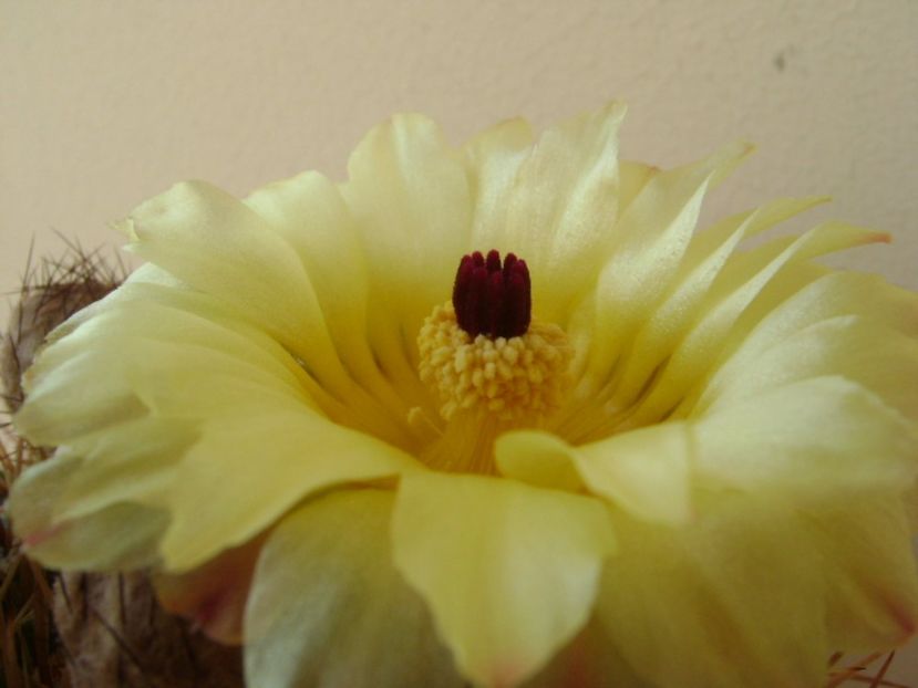 Notocactus bommeljei (Parodia tabularis v. bommeljei) - Cactusi 2017 bis bis