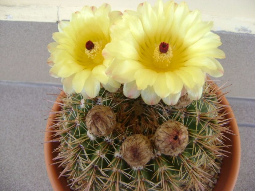 Notocactus bommeljei (Parodia tabularis v. bommeljei) - Cactusi 2017 bis bis