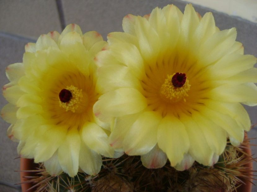 Notocactus bommeljei (Parodia tabularis v. bommeljei) - Cactusi 2017 bis bis