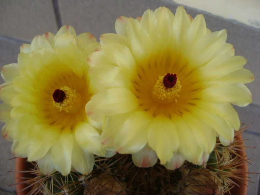 Notocactus bommeljei (Parodia tabularis v. bommeljei) - Cactusi 2017 bis bis