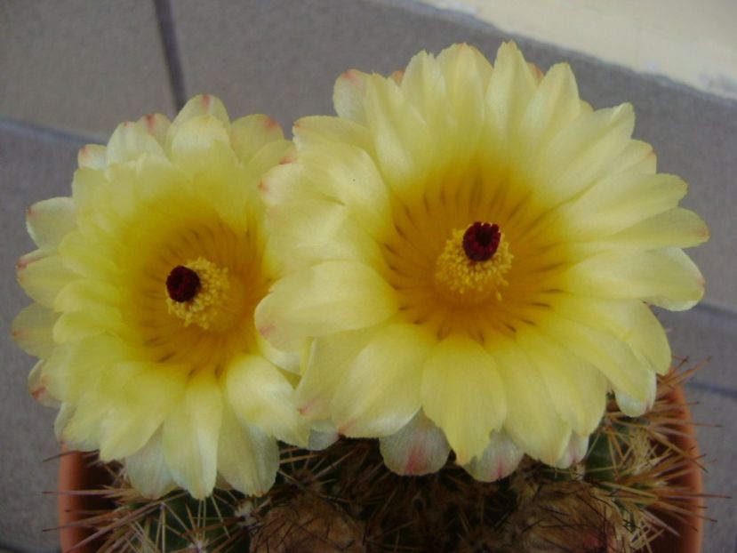 Notocactus bommeljei (Parodia tabularis v. bommeljei) - Cactusi 2017 bis bis