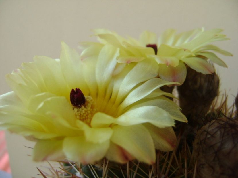 Notocactus bommeljei (Parodia tabularis v. bommeljei) - Cactusi 2017 bis bis