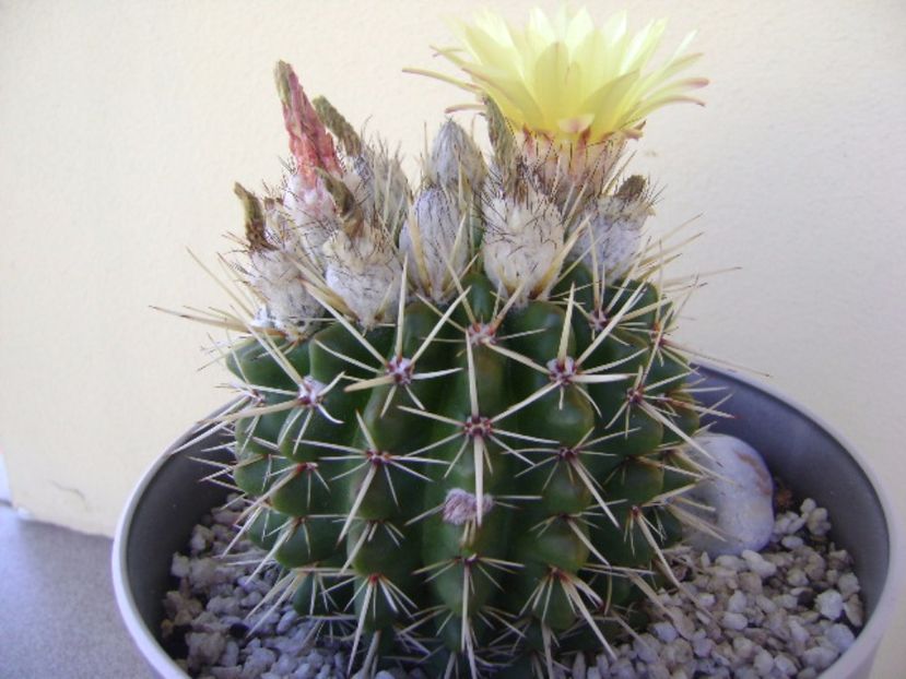 Notocactus mammulosus (Parodia mammulosa ssp. submammulosa) - Cactusi 2017 bis bis