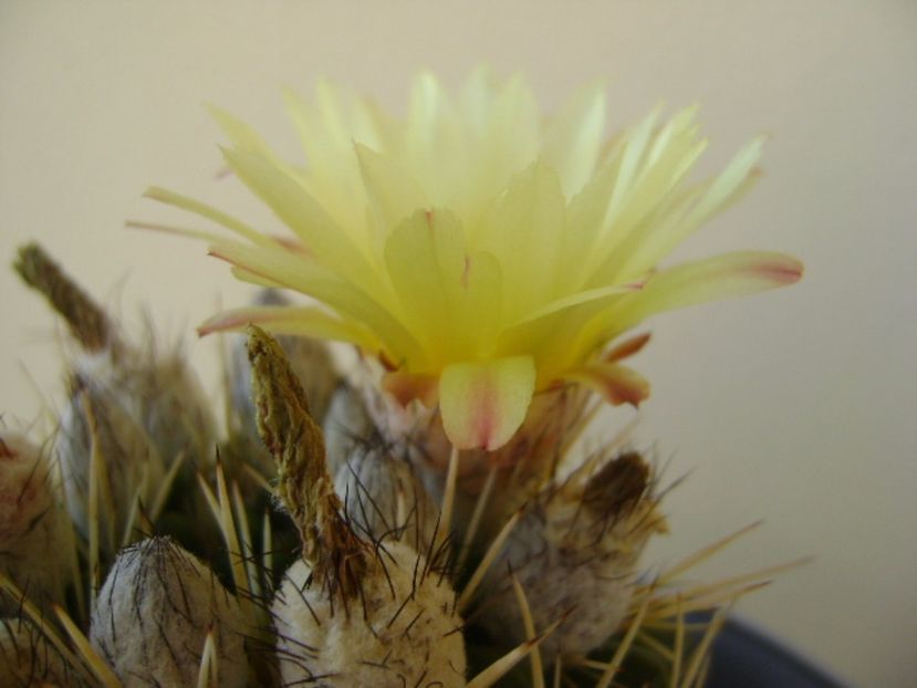 Notocactus mammulosus (Parodia mammulosa ssp. submammulosa) - Cactusi 2017 bis bis