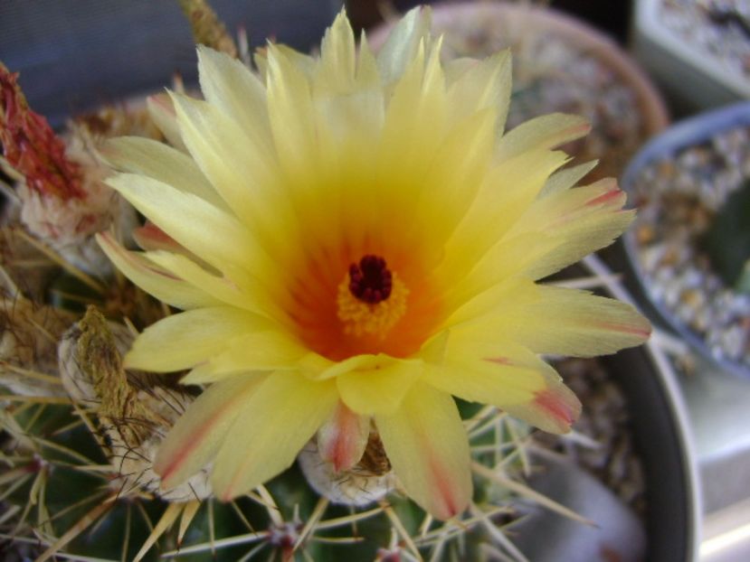 Notocactus mammulosus (Parodia mammulosa ssp. submammulosa) - Cactusi 2017 bis bis