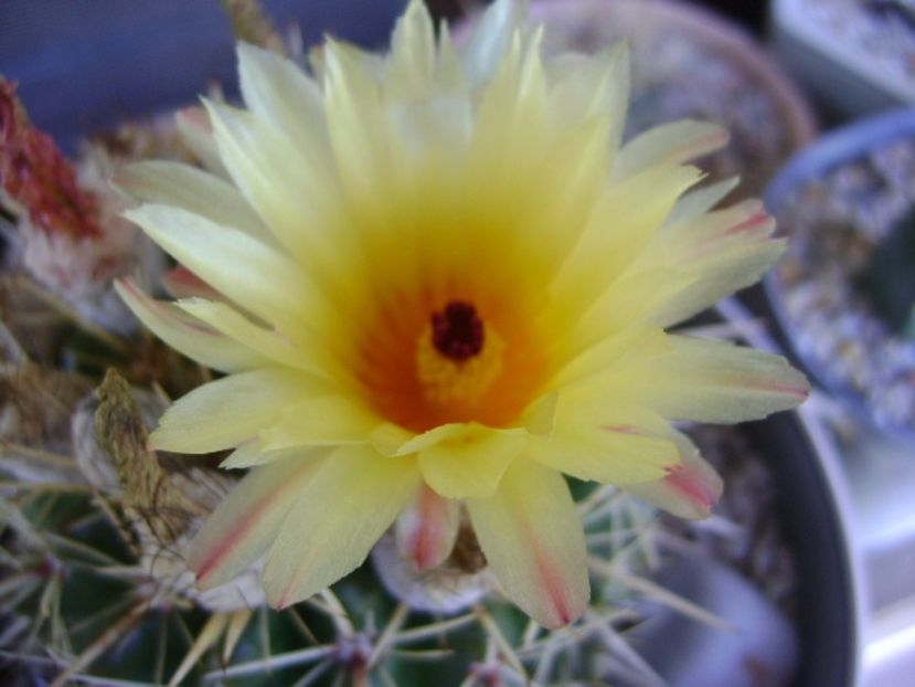 Notocactus mammulosus (Parodia mammulosa ssp. submammulosa) - Cactusi 2017 bis bis