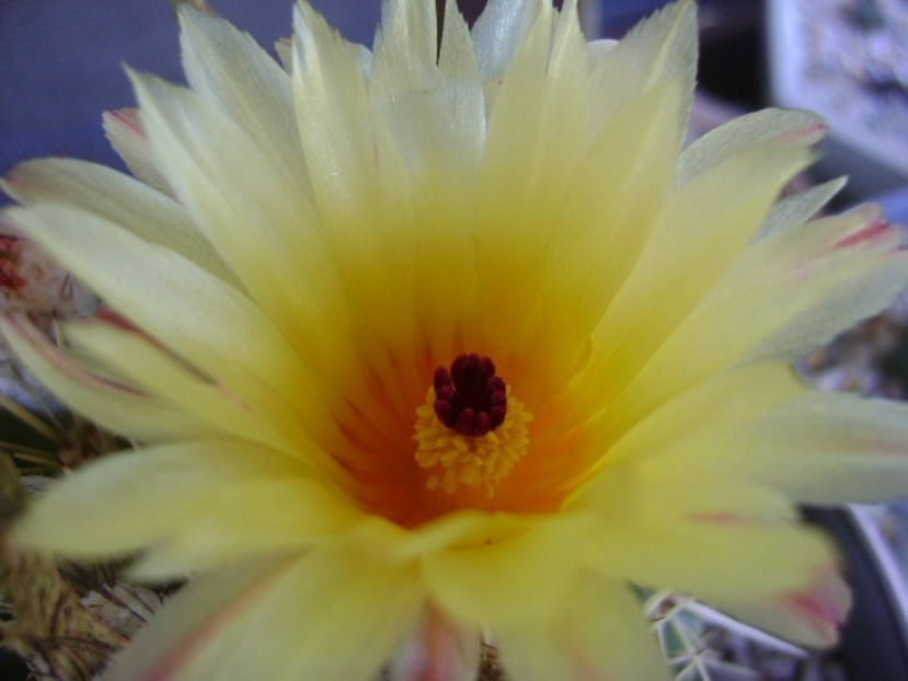 Notocactus mammulosus (Parodia mammulosa ssp. submammulosa) - Cactusi 2017 bis bis
