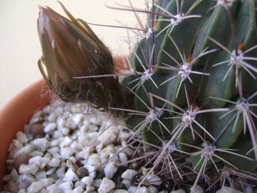 Lobivia jajoiana cv. anemone - Cactusi 2017 bis bis