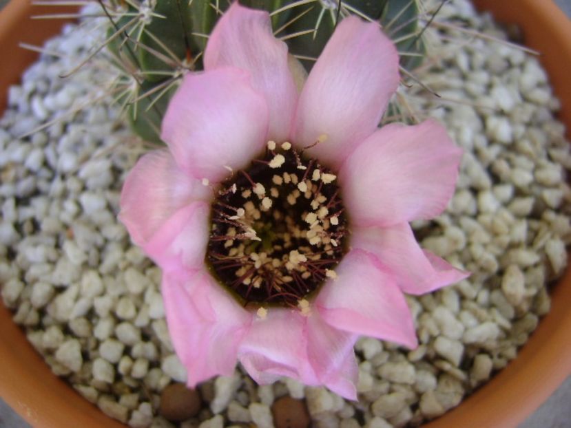 Lobivia jajoiana cv. anemone - Cactusi 2017 bis bis