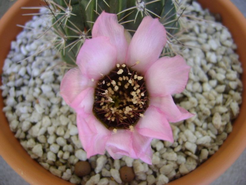Lobivia jajoiana cv. anemone - Cactusi 2017 bis bis