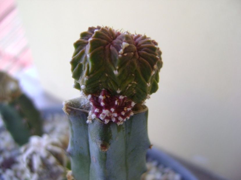Aztekium valdezii Linares, Nuevo León, Mx. - Cactusi 2017 bis bis
