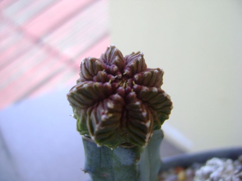 Aztekium valdezii Linares, Nuevo León, Mx. - Cactusi 2017 bis bis