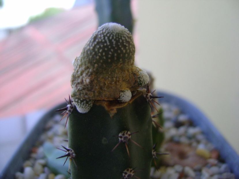 Blossfeldia liliputana - Cactusi 2017 bis bis