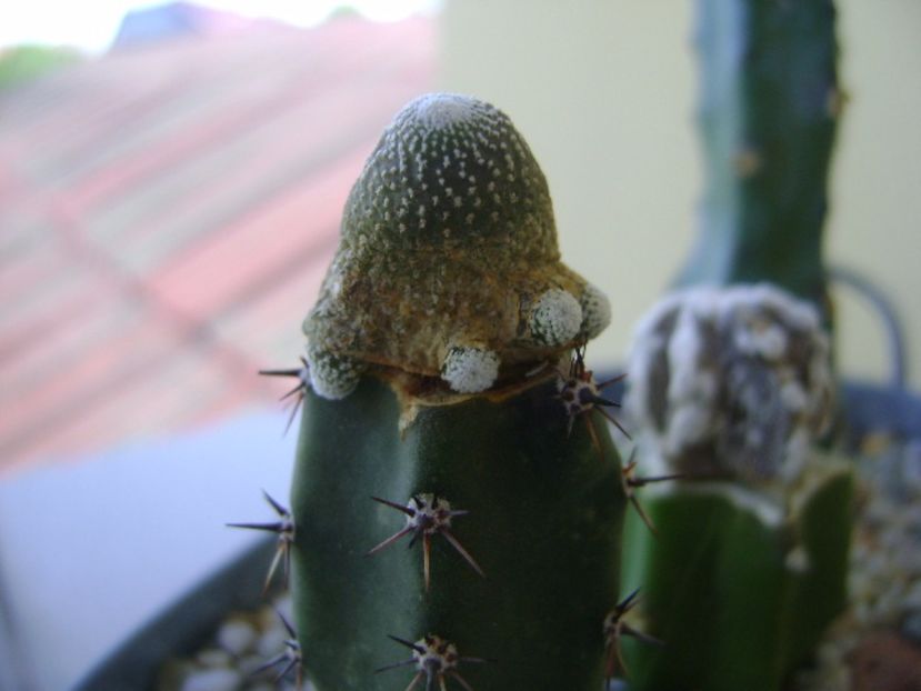 Blossfeldia liliputana - Cactusi 2017 bis bis