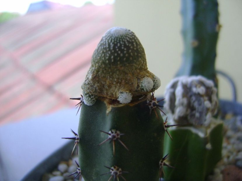 Blossfeldia liliputana - Cactusi 2017 bis bis