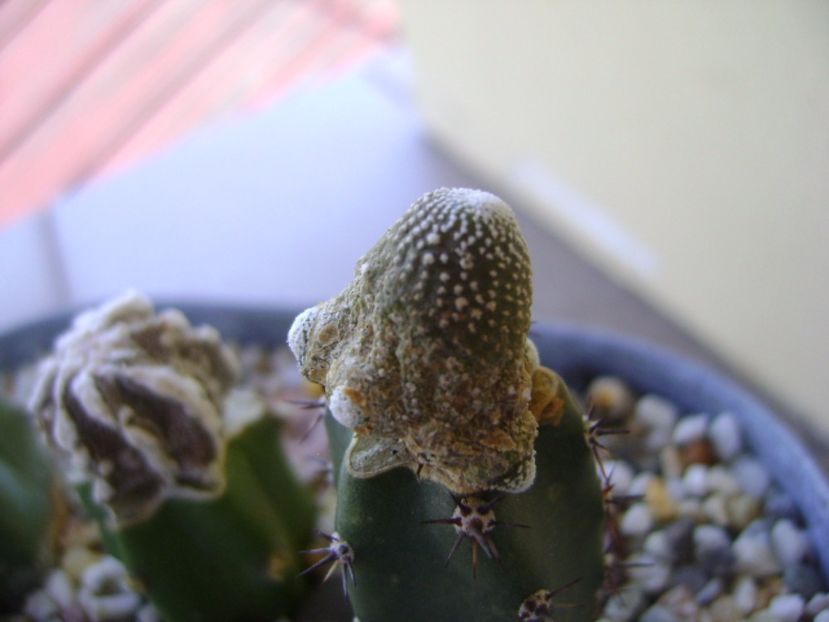 Blossfeldia liliputana - Cactusi 2017 bis bis