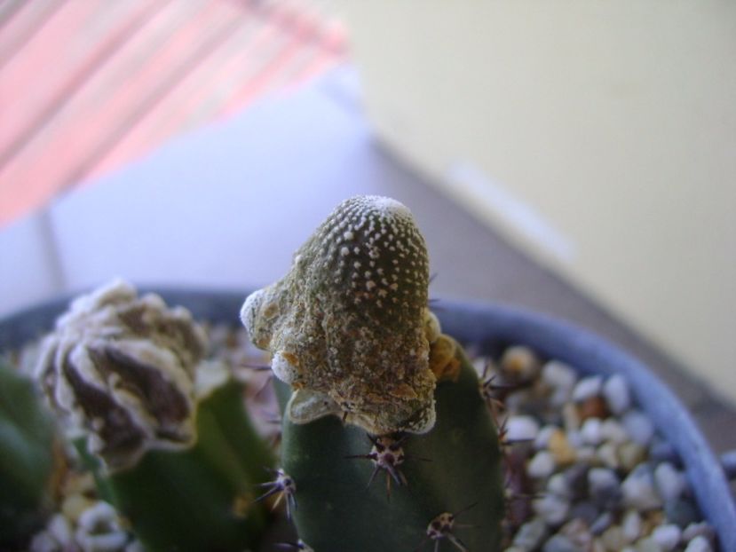 Blossfeldia liliputana - Cactusi 2017 bis bis