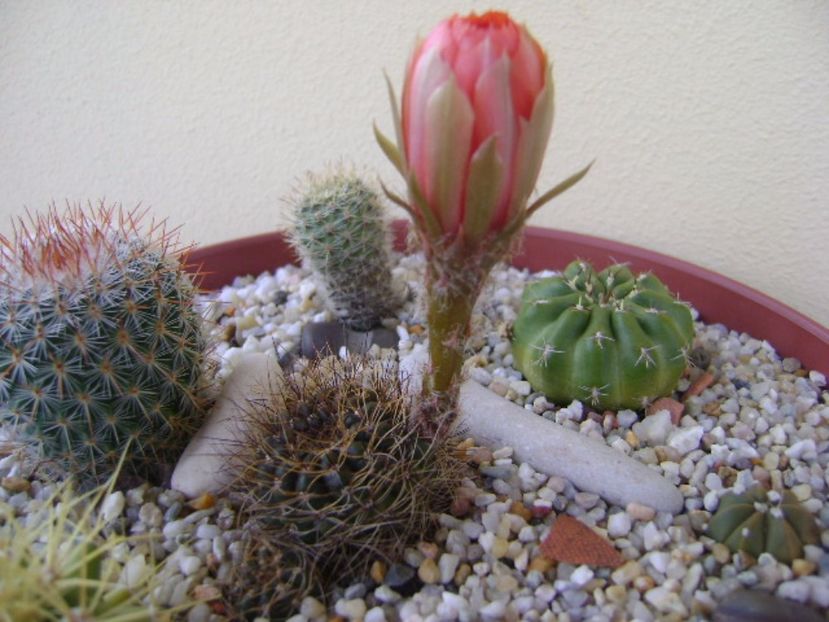 Lobivia arachnacantha v. densiseta (Echinopsis ancistrophora ssp. arachnacantha) - Cactusi 2017 bis bis