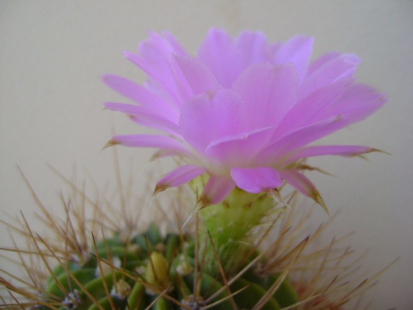 Acanthocalycium spiniflorum f. violaceum - Cactusi 2017 bis bis