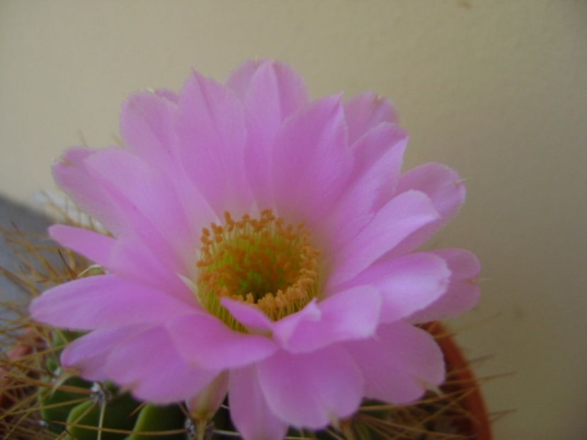 Acanthocalycium spiniflorum f. violaceum - Cactusi 2017 bis bis