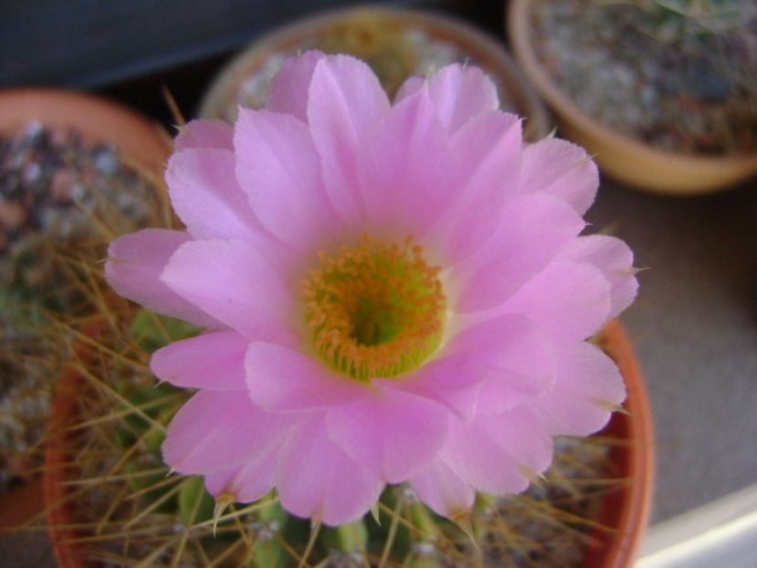 Acanthocalycium spiniflorum f. violaceum - Cactusi 2017 bis bis