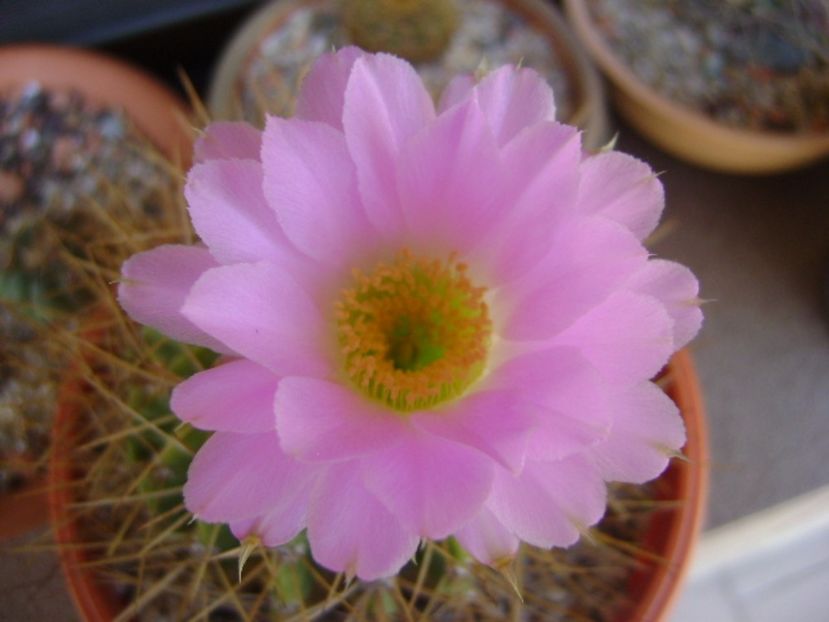 Acanthocalycium spiniflorum f. violaceum - Cactusi 2017 bis bis