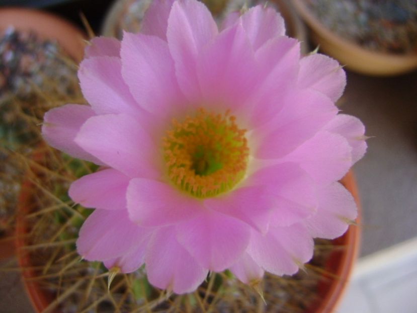 Acanthocalycium spiniflorum f. violaceum - Cactusi 2017 bis bis