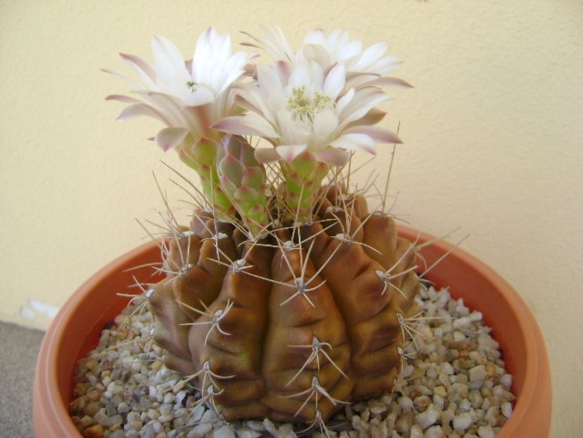 Gymnocalycium mihanovichii - Cactusi 2017 Gymnocalycium