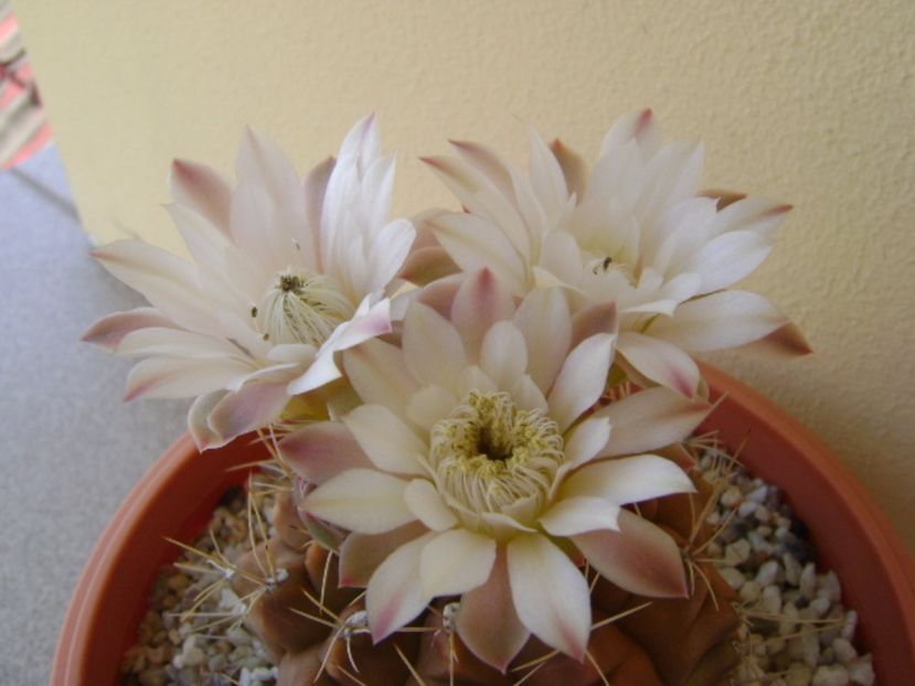 Gymnocalycium mihanovichii - Cactusi 2017 Gymnocalycium