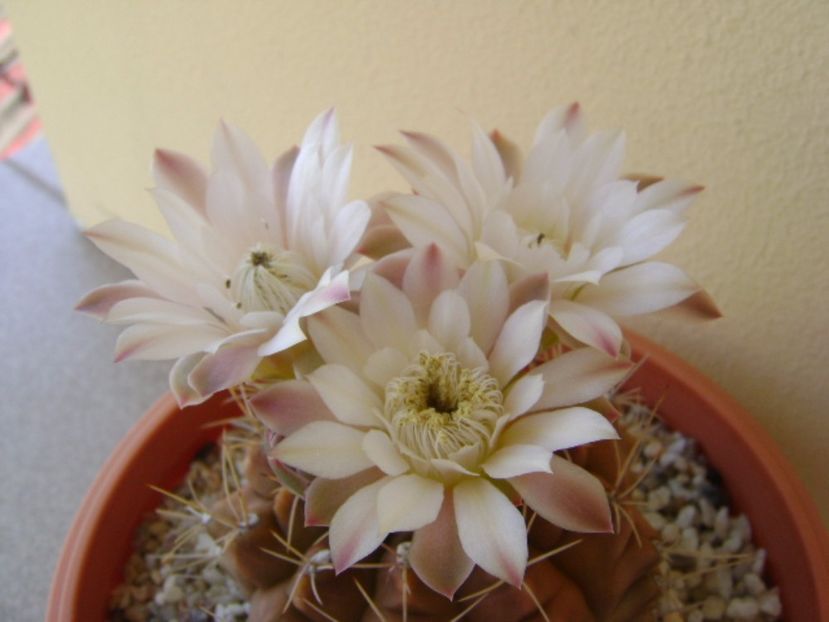 Gymnocalycium mihanovichii - Cactusi 2017 Gymnocalycium