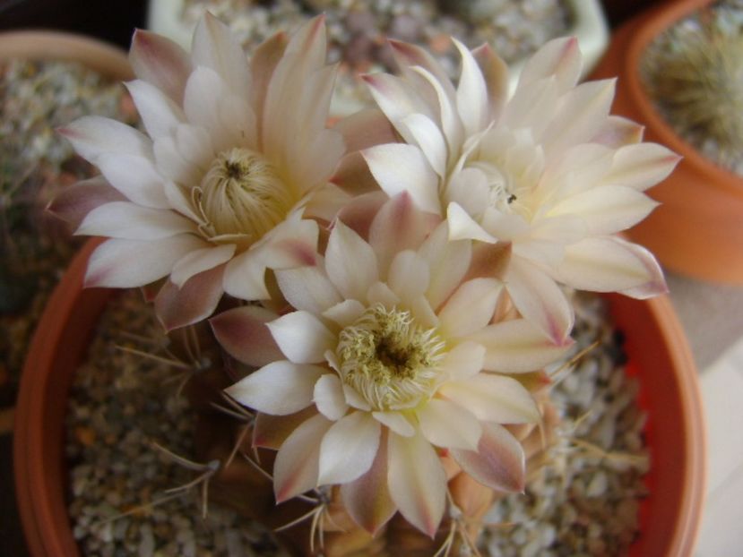 Gymnocalycium mihanovichii - Cactusi 2017 Gymnocalycium