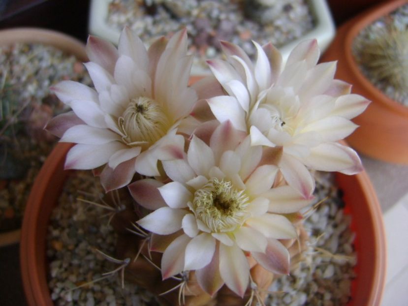 Gymnocalycium mihanovichii - Cactusi 2017 Gymnocalycium