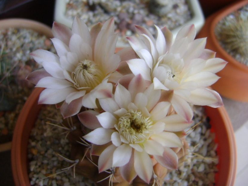 Gymnocalycium mihanovichii - Cactusi 2017 Gymnocalycium