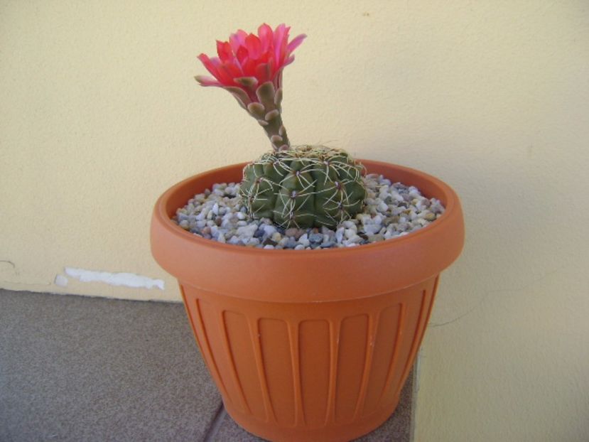 Gymnocalycium baldianum - Cactusi 2017 Gymnocalycium