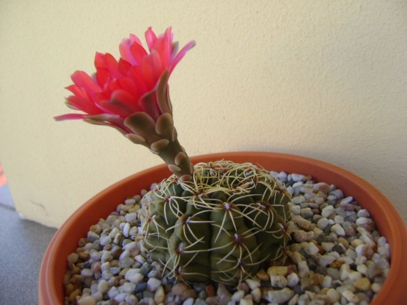 Gymnocalycium baldianum - Cactusi 2017 Gymnocalycium