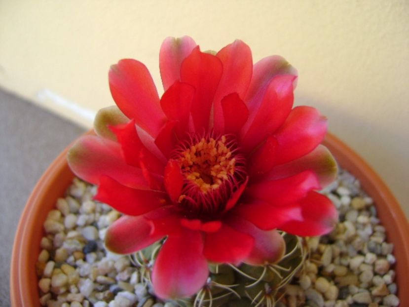 Gymnocalycium baldianum - Cactusi 2017 Gymnocalycium
