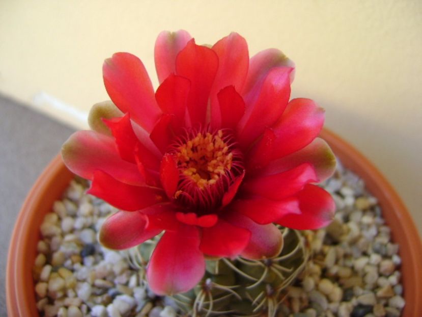Gymnocalycium baldianum - Cactusi 2017 Gymnocalycium