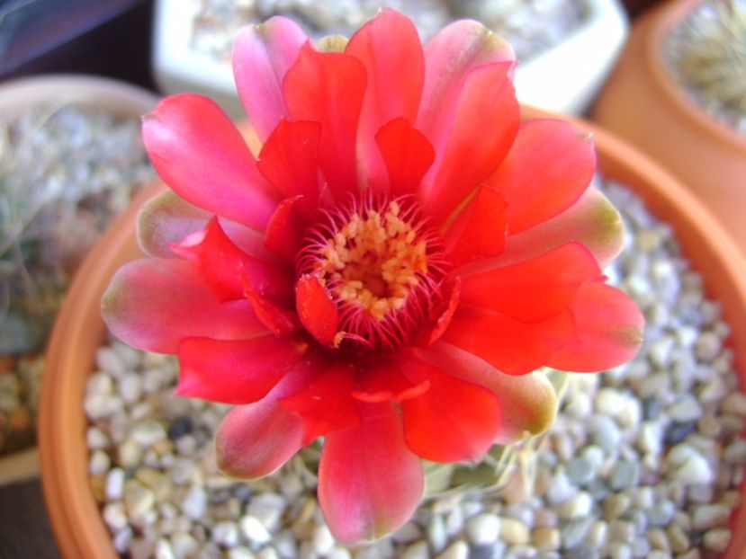 Gymnocalycium baldianum - Cactusi 2017 Gymnocalycium