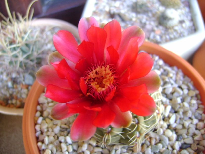 Gymnocalycium baldianum - Cactusi 2017 Gymnocalycium