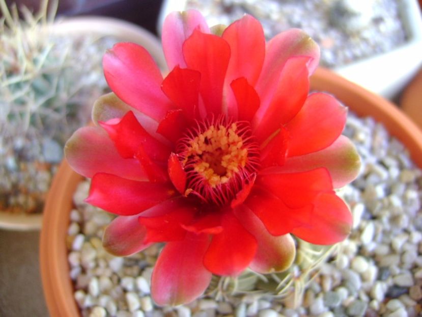 Gymnocalycium baldianum - Cactusi 2017 Gymnocalycium