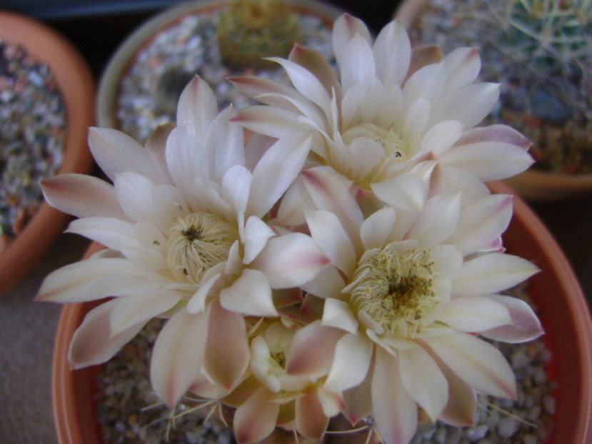 Gymnocalycium mihanovichii - Cactusi 2017 Gymnocalycium