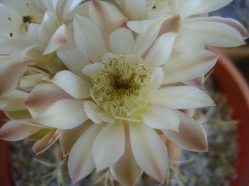 Gymnocalycium mihanovichii - Cactusi 2017 Gymnocalycium