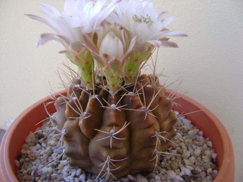 Gymnocalycium mihanovichii - Cactusi 2017 Gymnocalycium