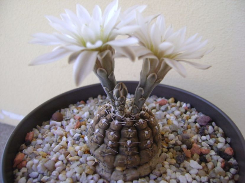 Gymnocalycium ragonesei - Cactusi 2017 Gymnocalycium