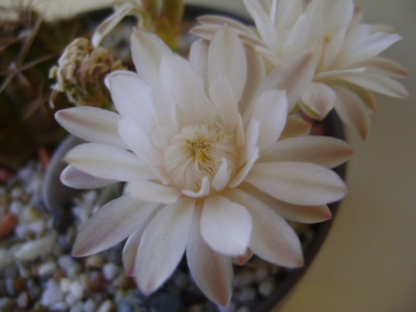 Gymnocalycium damsii v. tucavocense - Cactusi 2017 Gymnocalycium