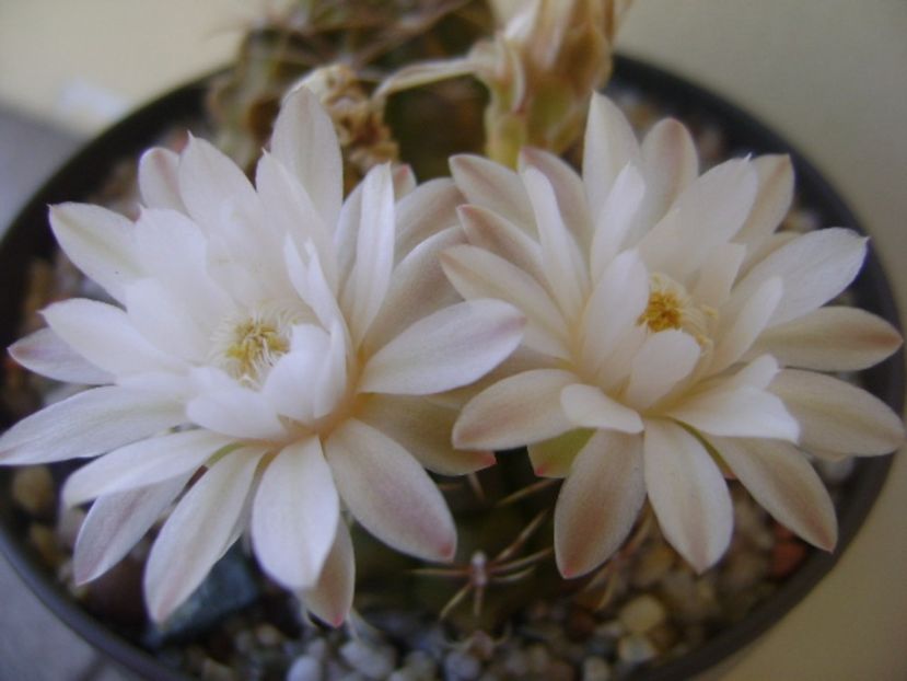 Gymnocalycium damsii v. tucavocense - Cactusi 2017 Gymnocalycium