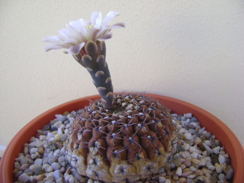 Gymnocalycium obductum - Cactusi 2017 Gymnocalycium