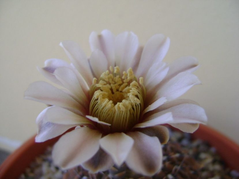 Gymnocalycium obductum - Cactusi 2017 Gymnocalycium