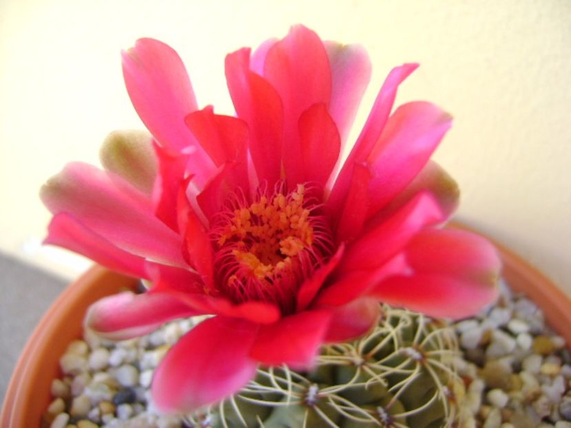Gymnocalycium baldianum - Cactusi 2017 Gymnocalycium